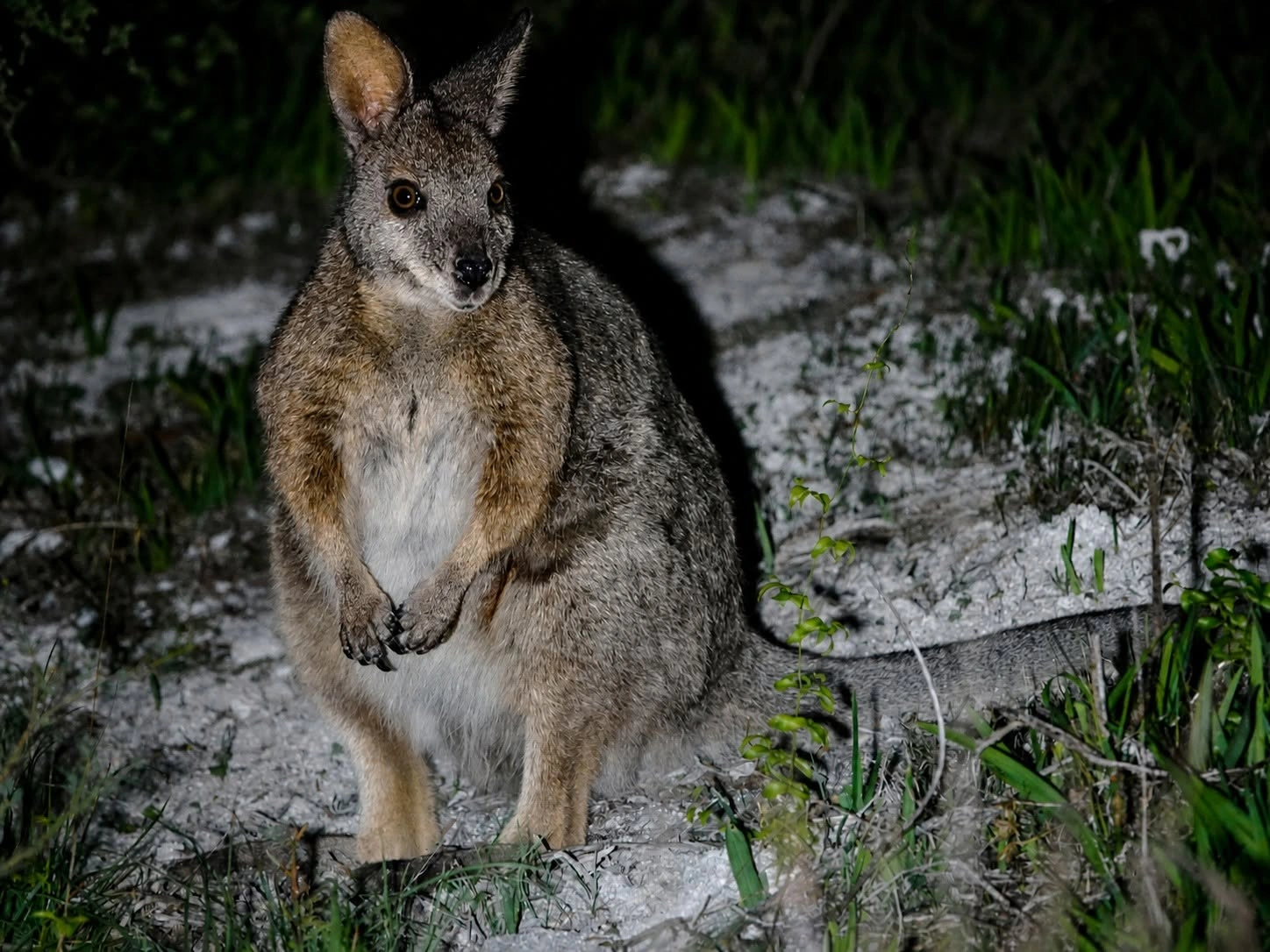 Tammar wallaby.jpg