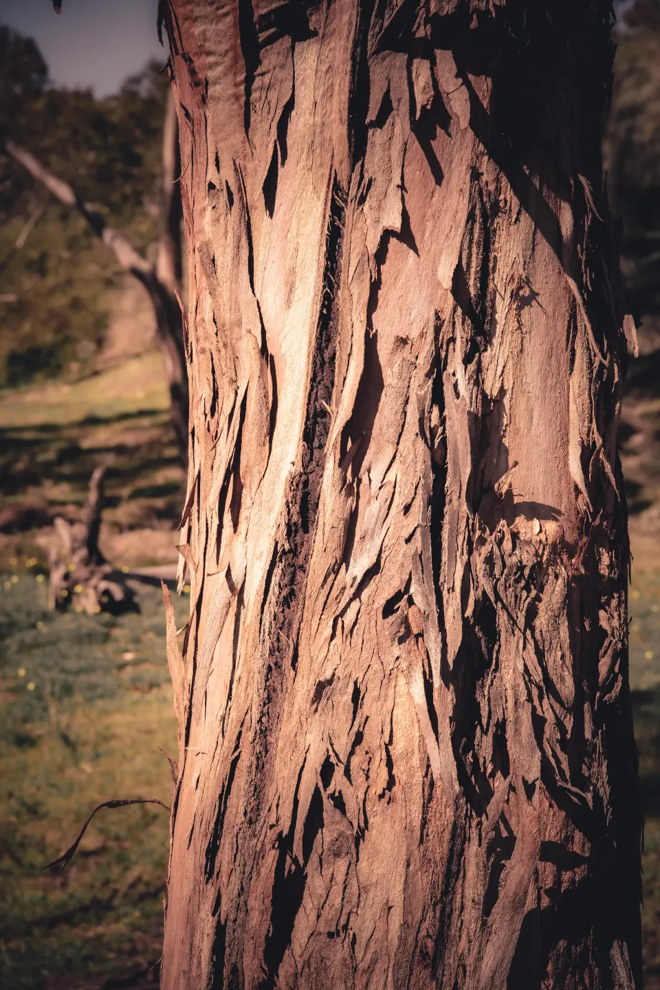 bowmanpark-4.png