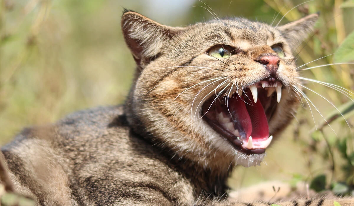 Feral Wild Cat.jpg