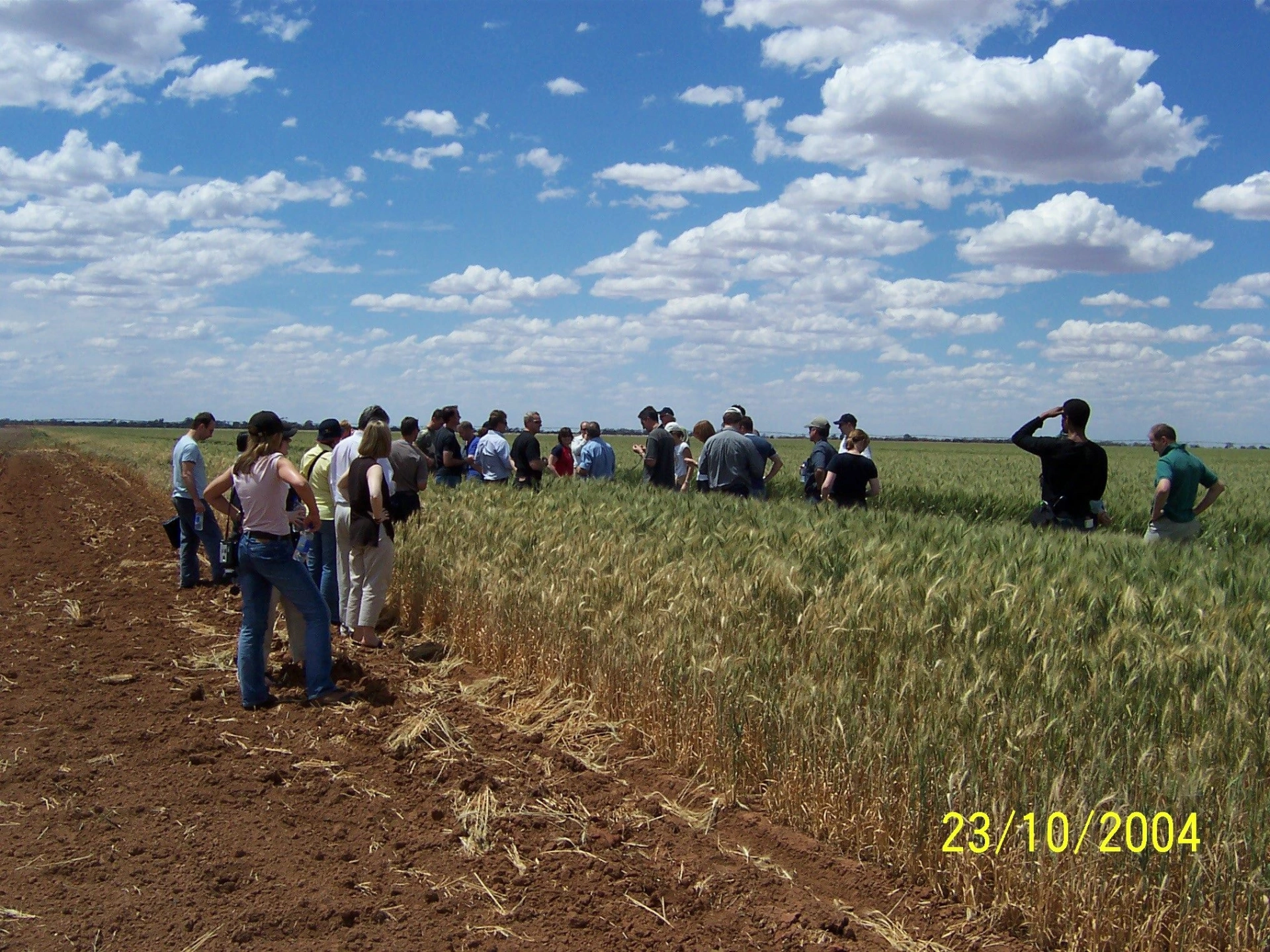 Goldstars20041022 Fields NSW.jpg