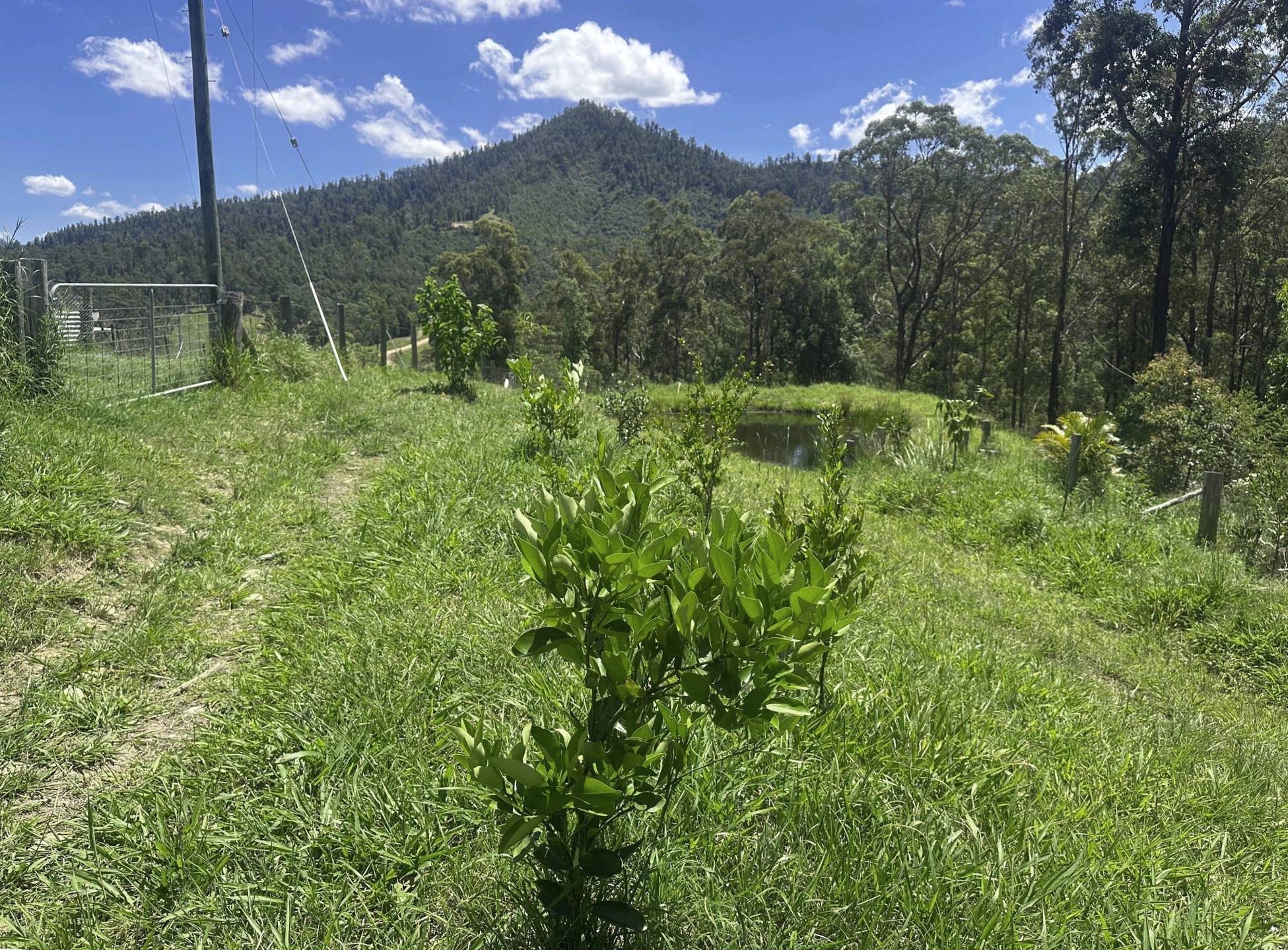 Bowraville bulldozing_Dam_home_02 2.jpg