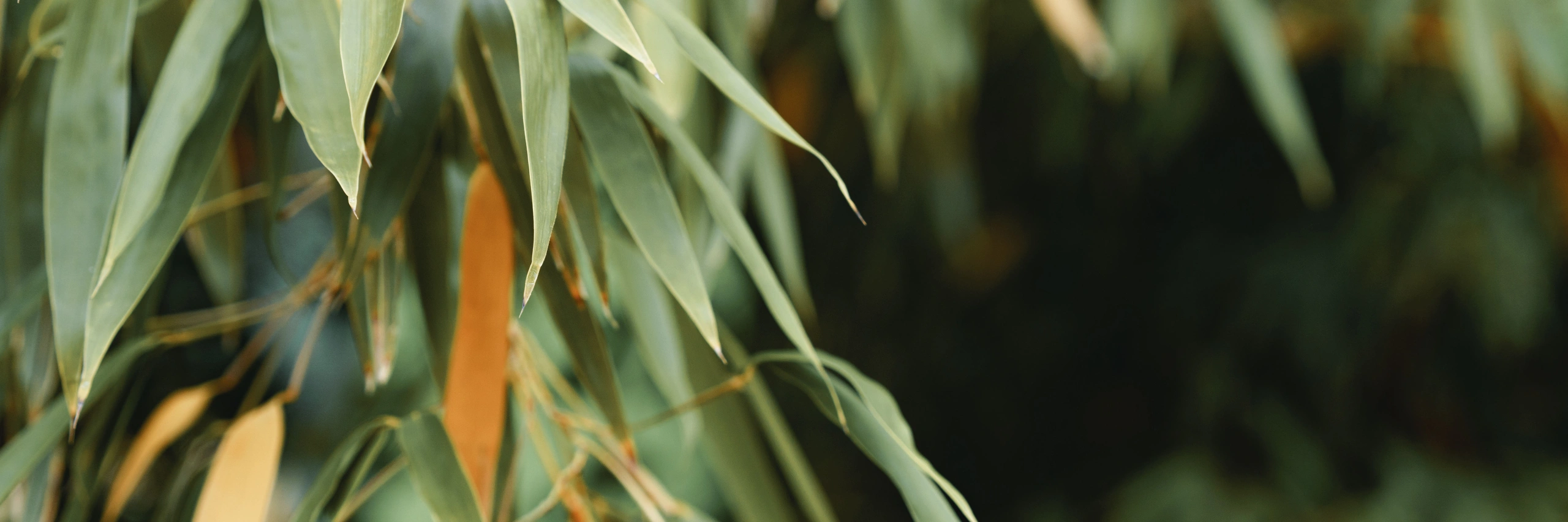 eucalyptus_background_banner.jpg