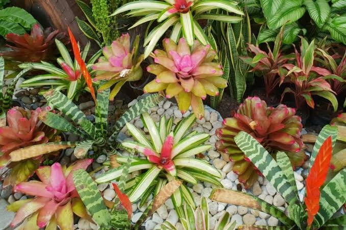 Bromeliads 5.jpg