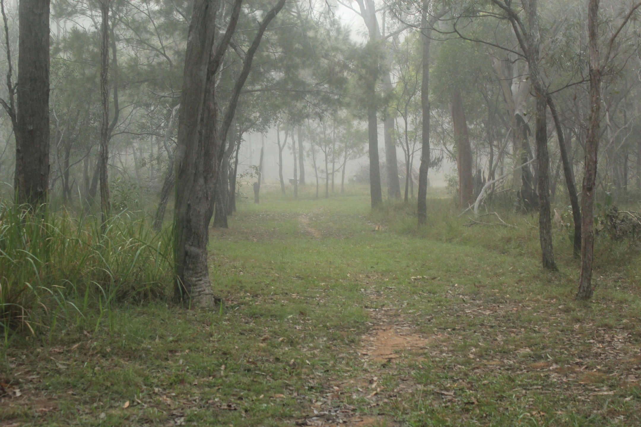 Misty Path to Dam 1.jpg