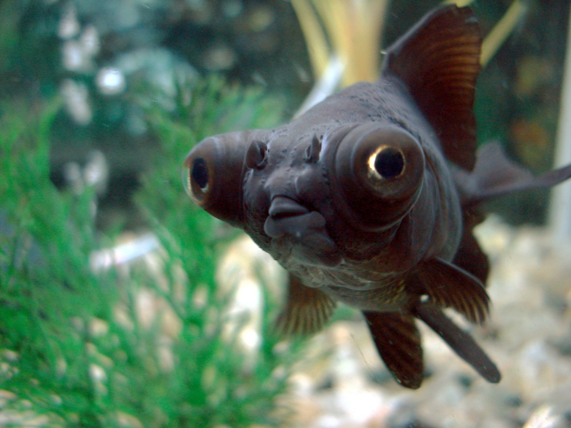 Black_Moor_Fish.jpg