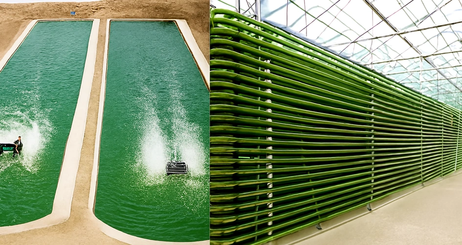 Algae.PNG