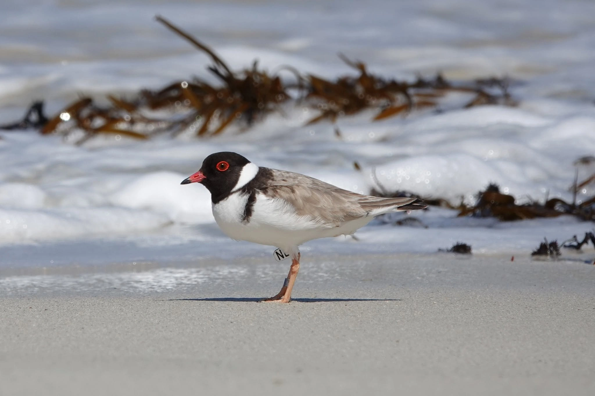 Hooded Plover.jpg