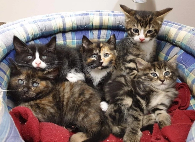 kittens.jpg