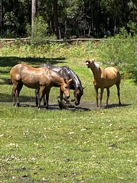 3 horses in the mud puddle.jpg