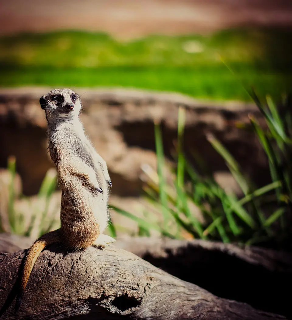 MeerkatFacebook.png
