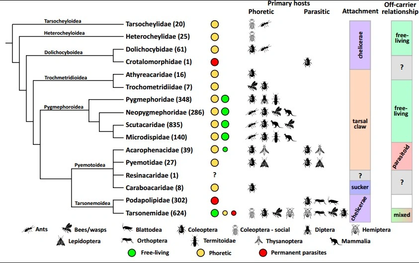 Phylogeny.jpg