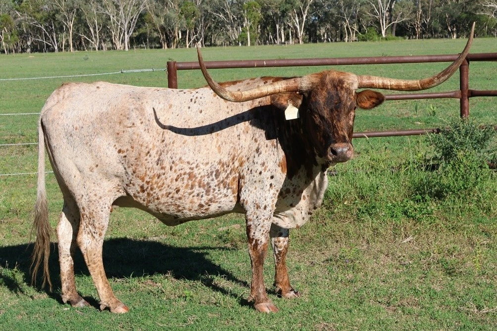 D 7 SPUR  LILLY 1903.jpg