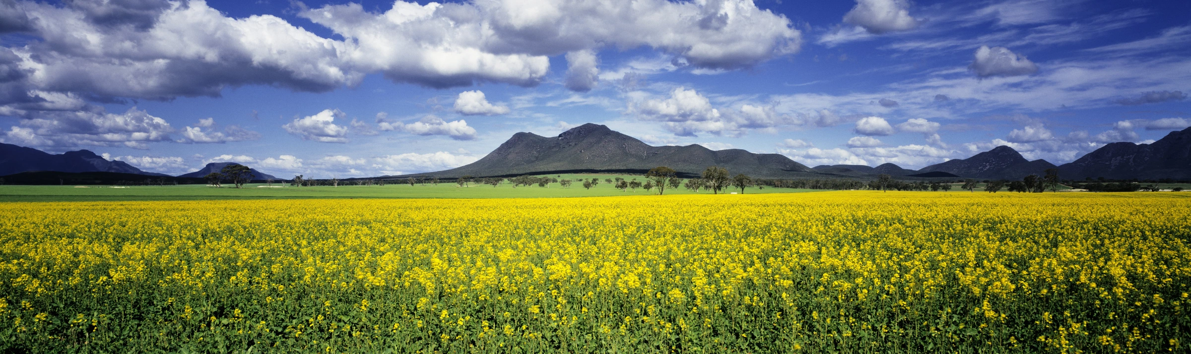 Canola fields.png