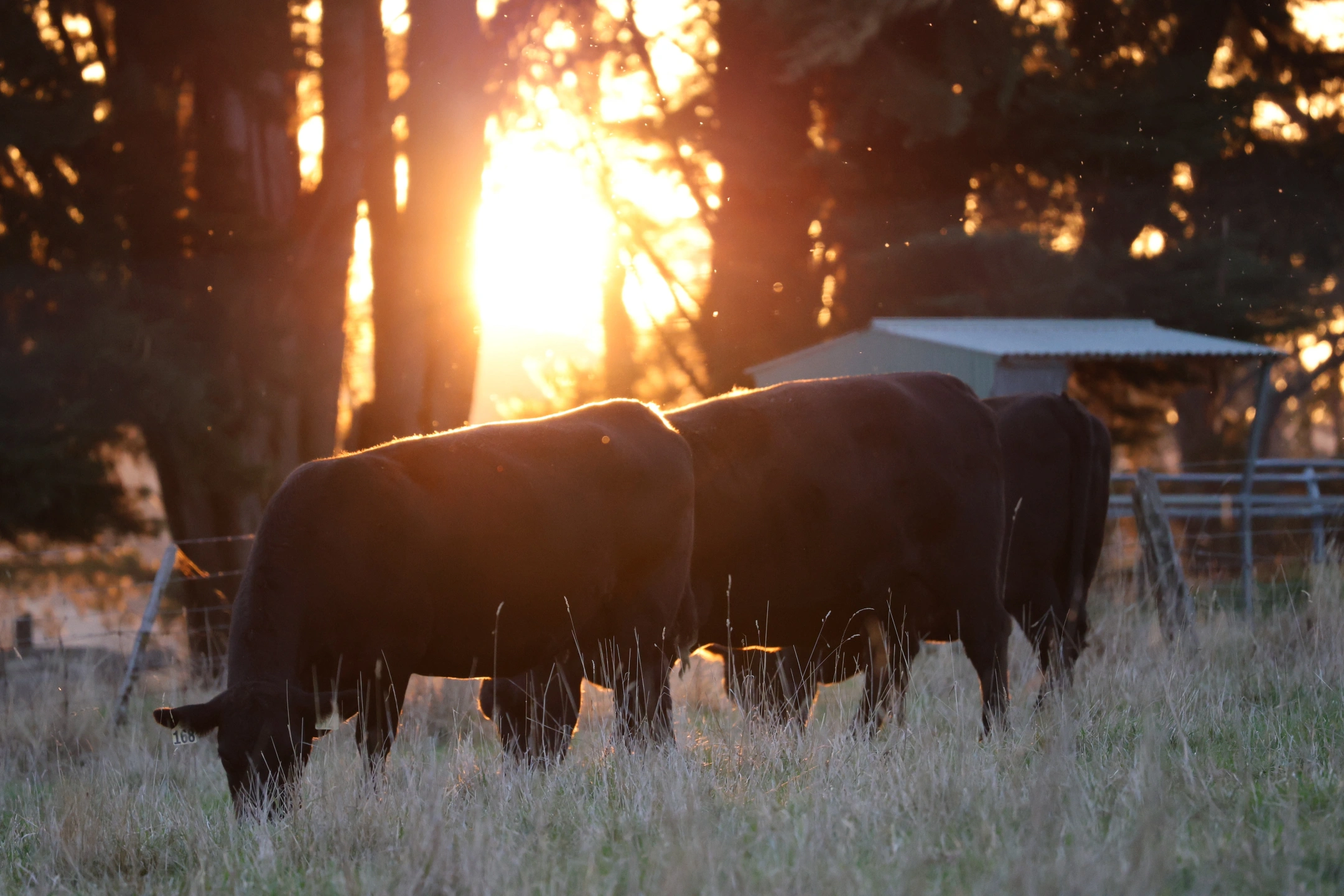 March 2025 S421 and cows.JPG
