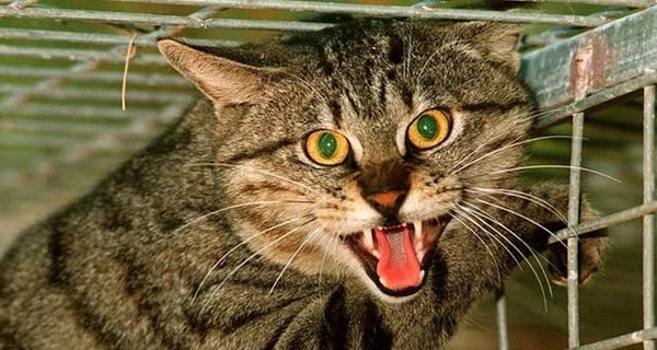 Feral Cat in Trap.jpg