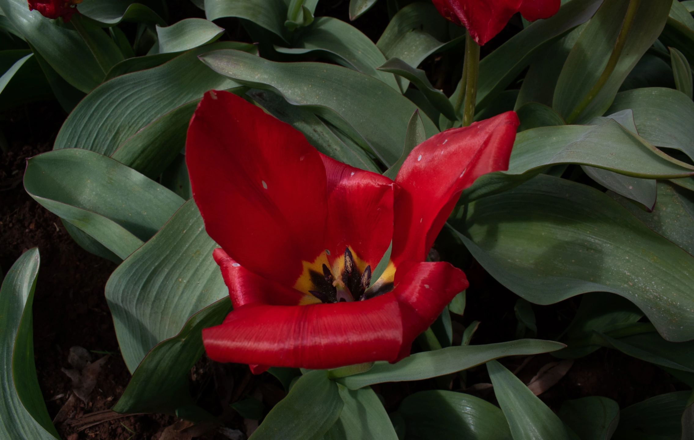 Tulips-3.webp