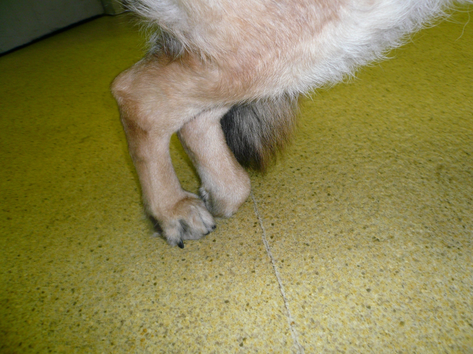 Degenerative_myelopathy_stance.jpg