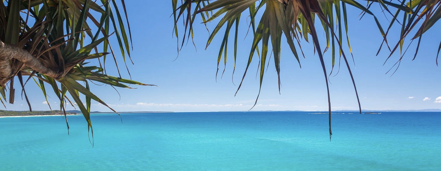 Ocean Pandanus_cropped2.png