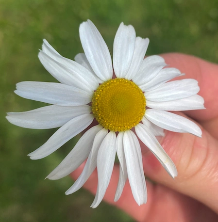 Chamomile Hand.png