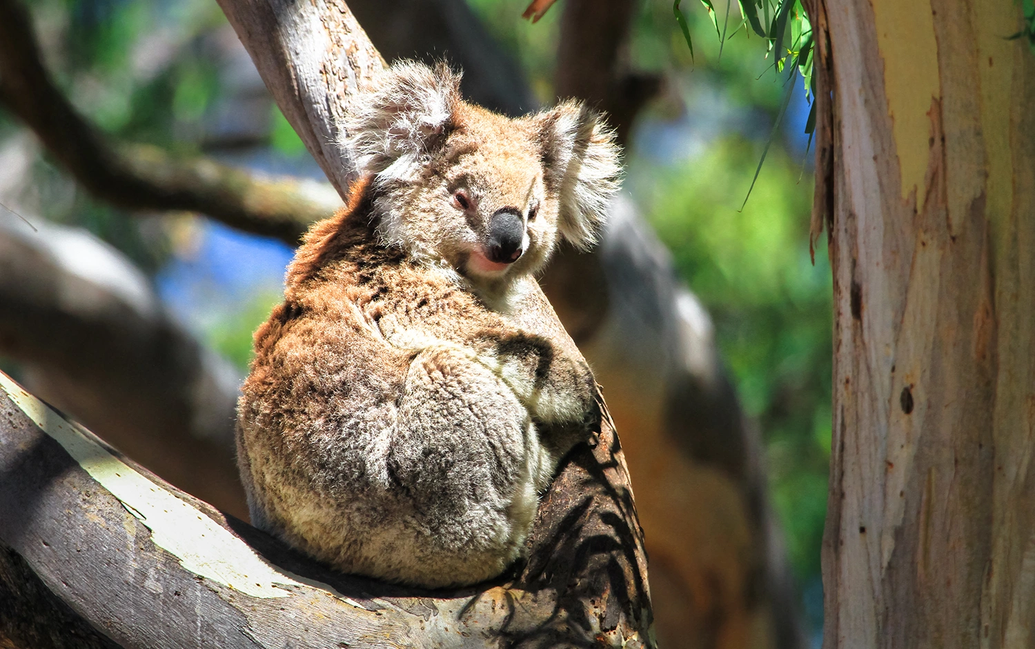 koala-resting-in-a-eucalypt-tree-in-australia-2026-01-05-01-13-12-utc.png