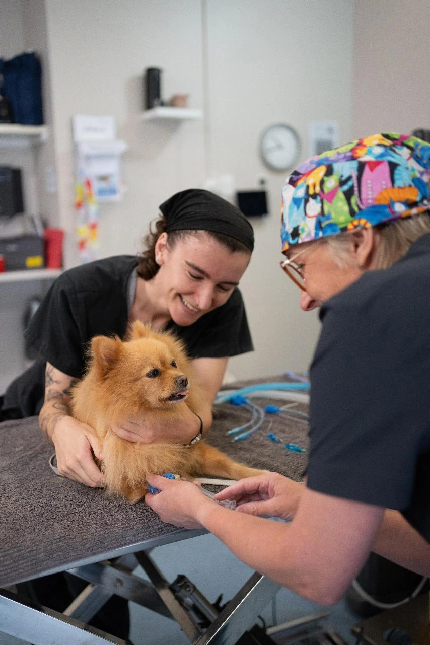 dog catheter.jpg