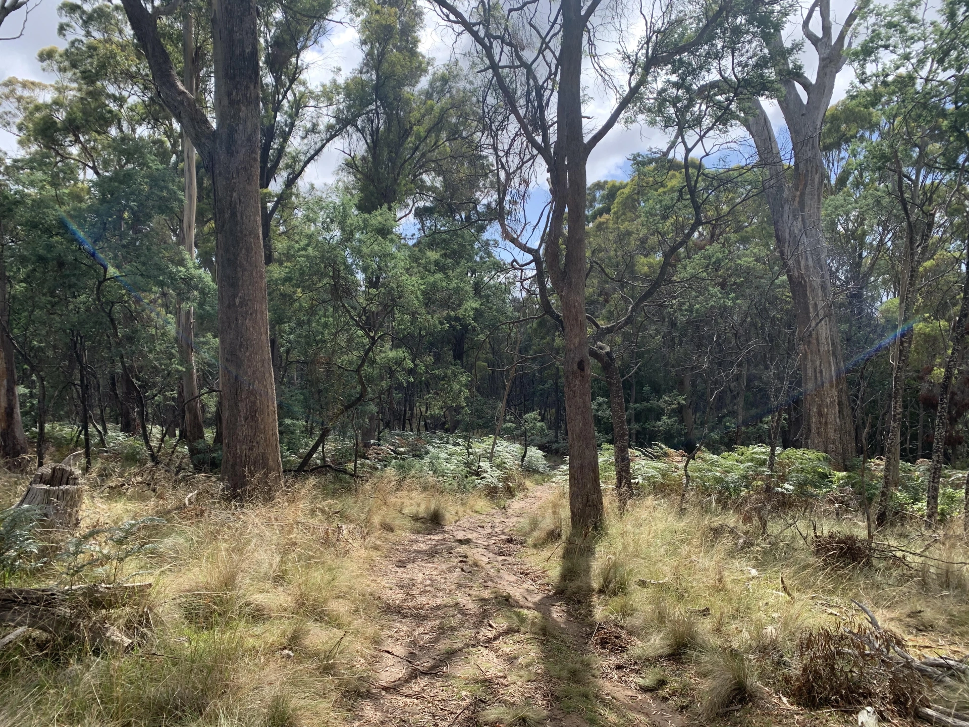 summer path.jpg