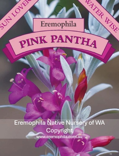 E glabra x nivea - Pink Pantha.png