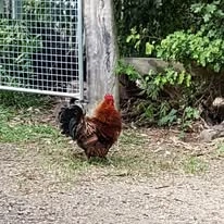 Reconnective Healing  for Animals
