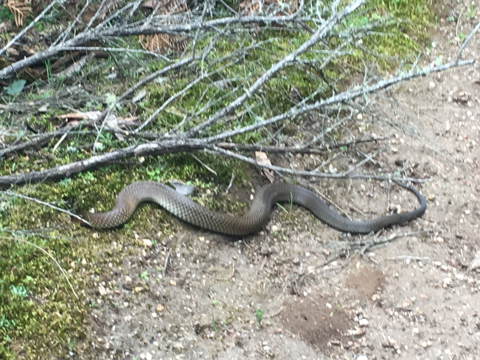 Tiger snake.jpg