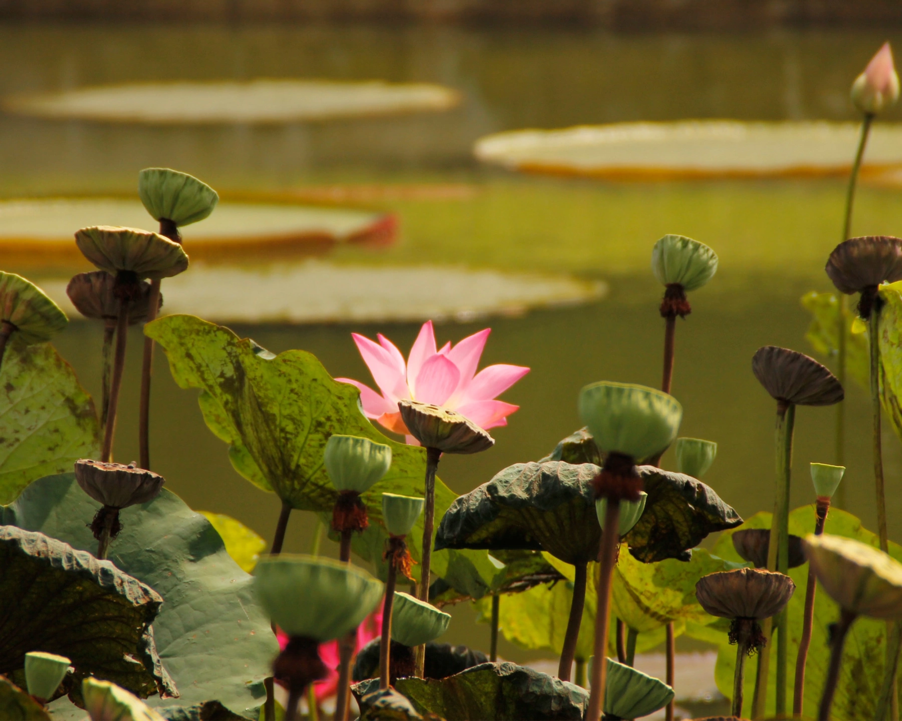 lotuses.jpg