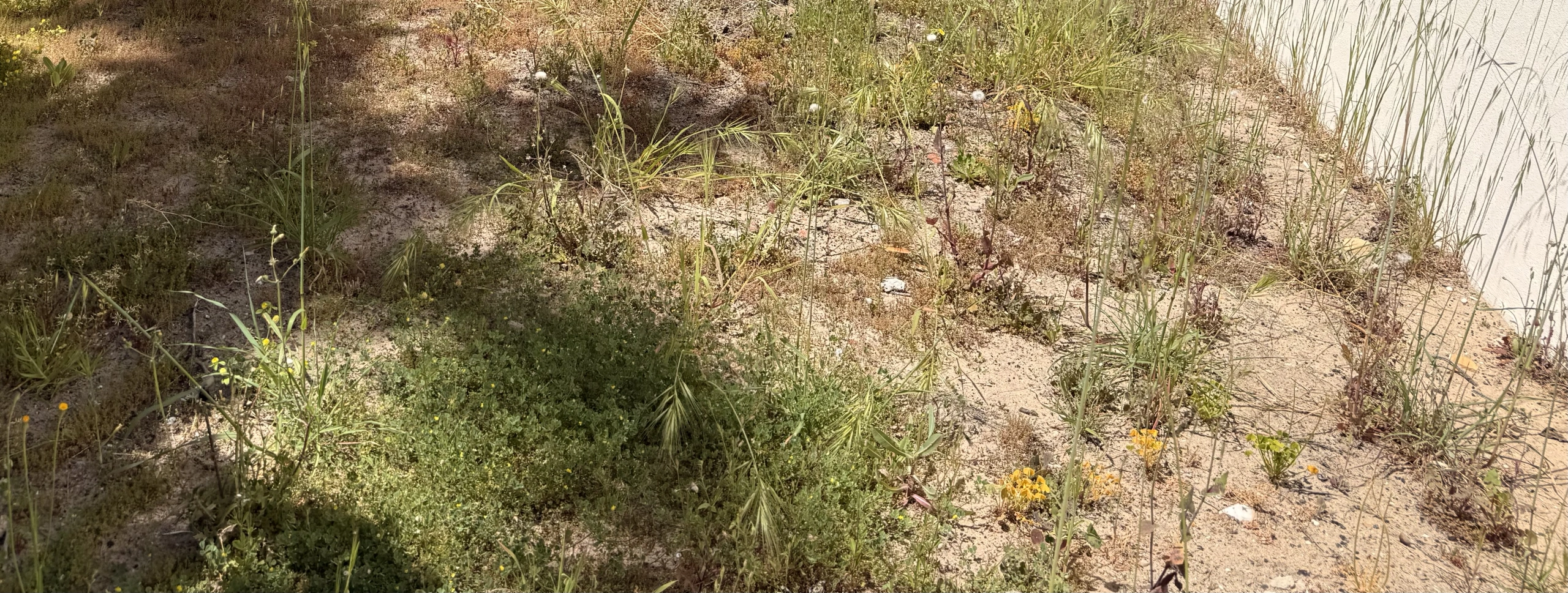 IMG_8347.jpeg