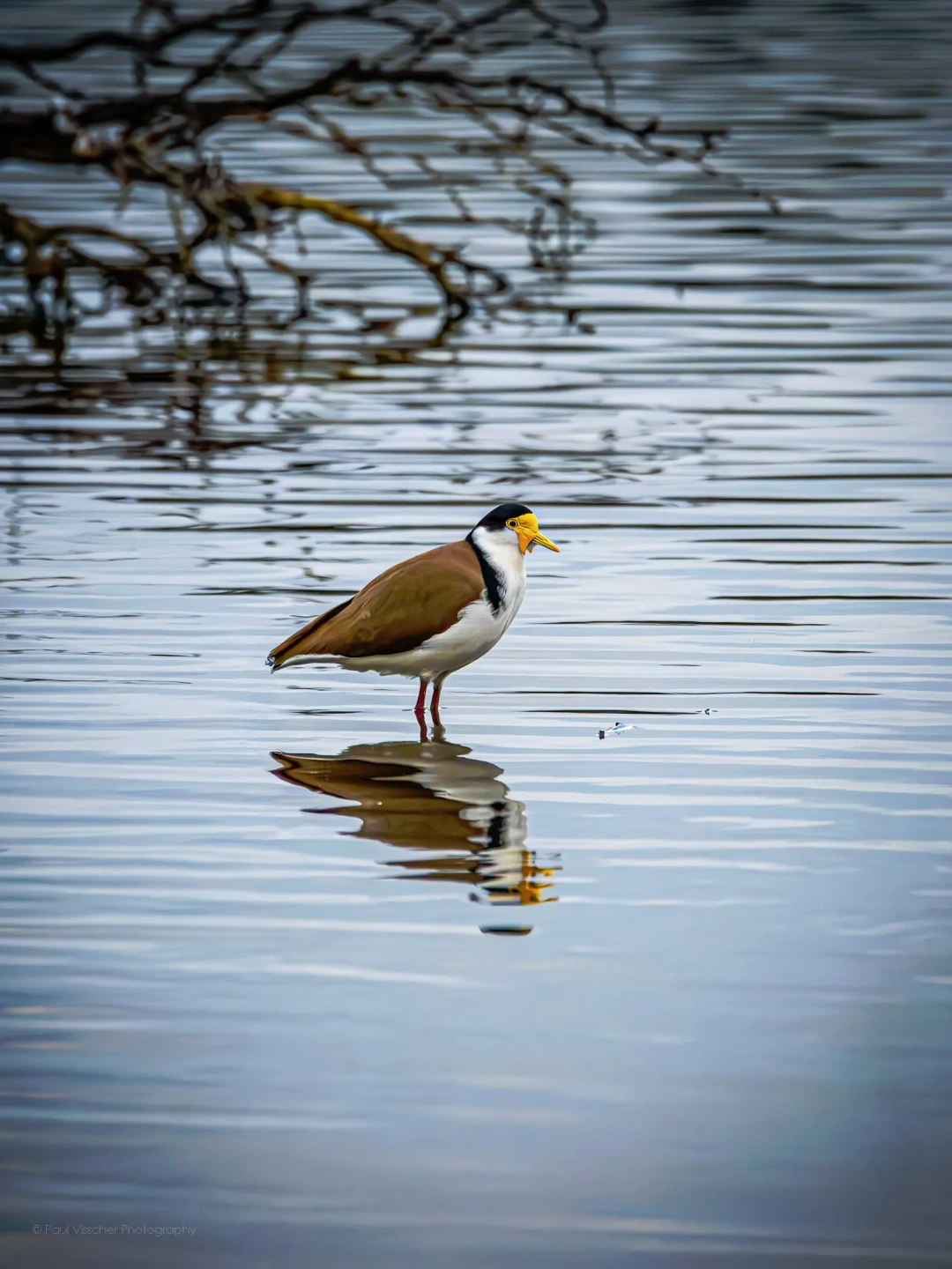 Masked Lapwing Reflections at Lake Lorne Drysdale Victoria.webp