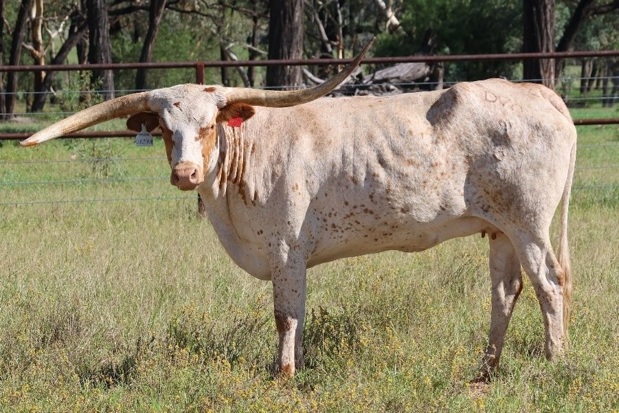 D 7 SPUR  CHEYENNE T37.jpg