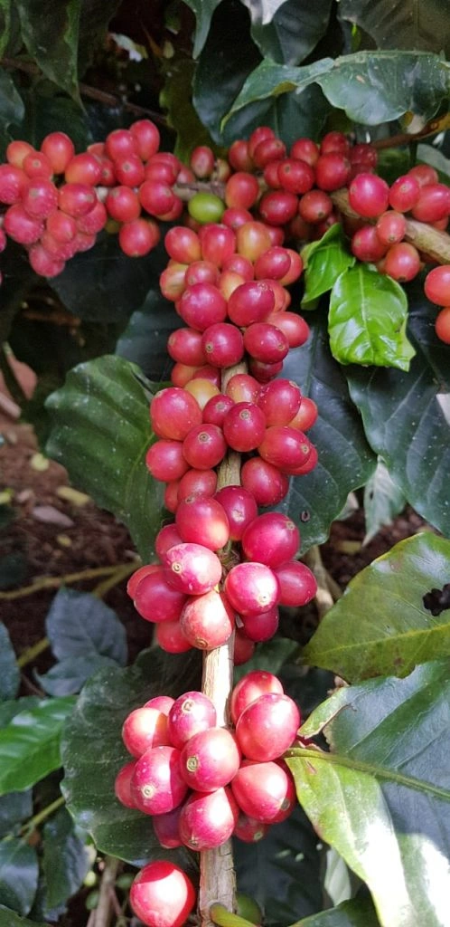 Ripe Red coffee Fruit.jpg