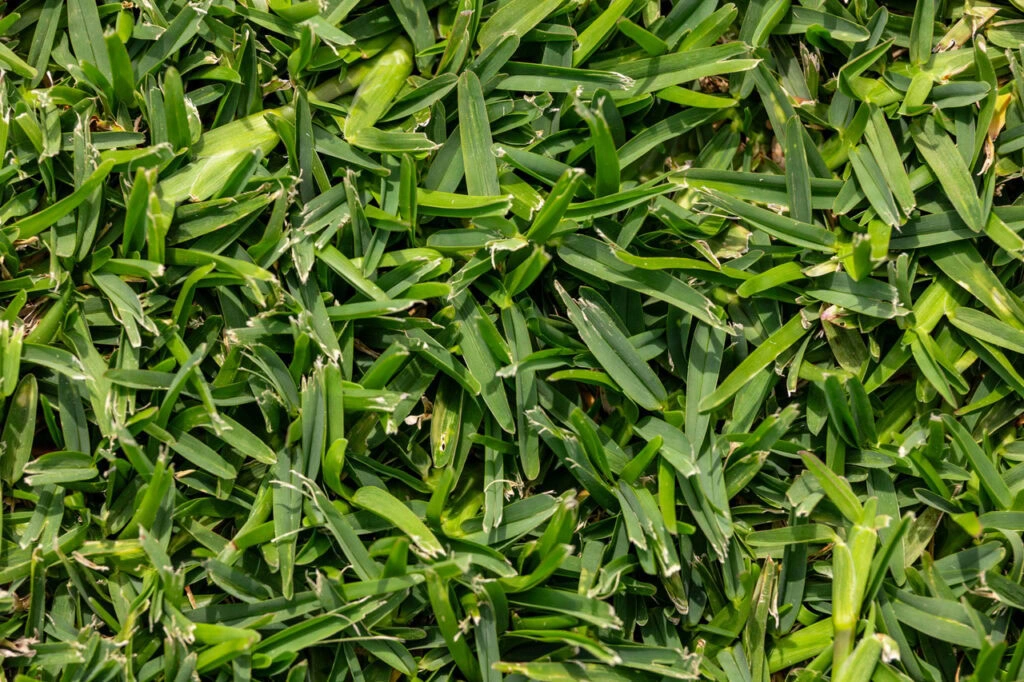 Softleaf2-1024x682.jpeg