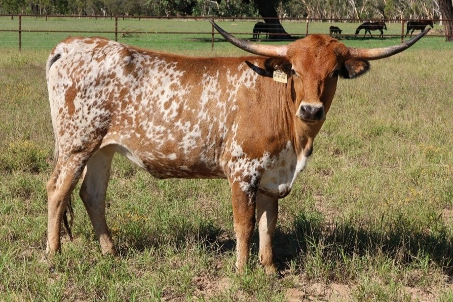 D 7 SPUR TIK TOK V1.jpg