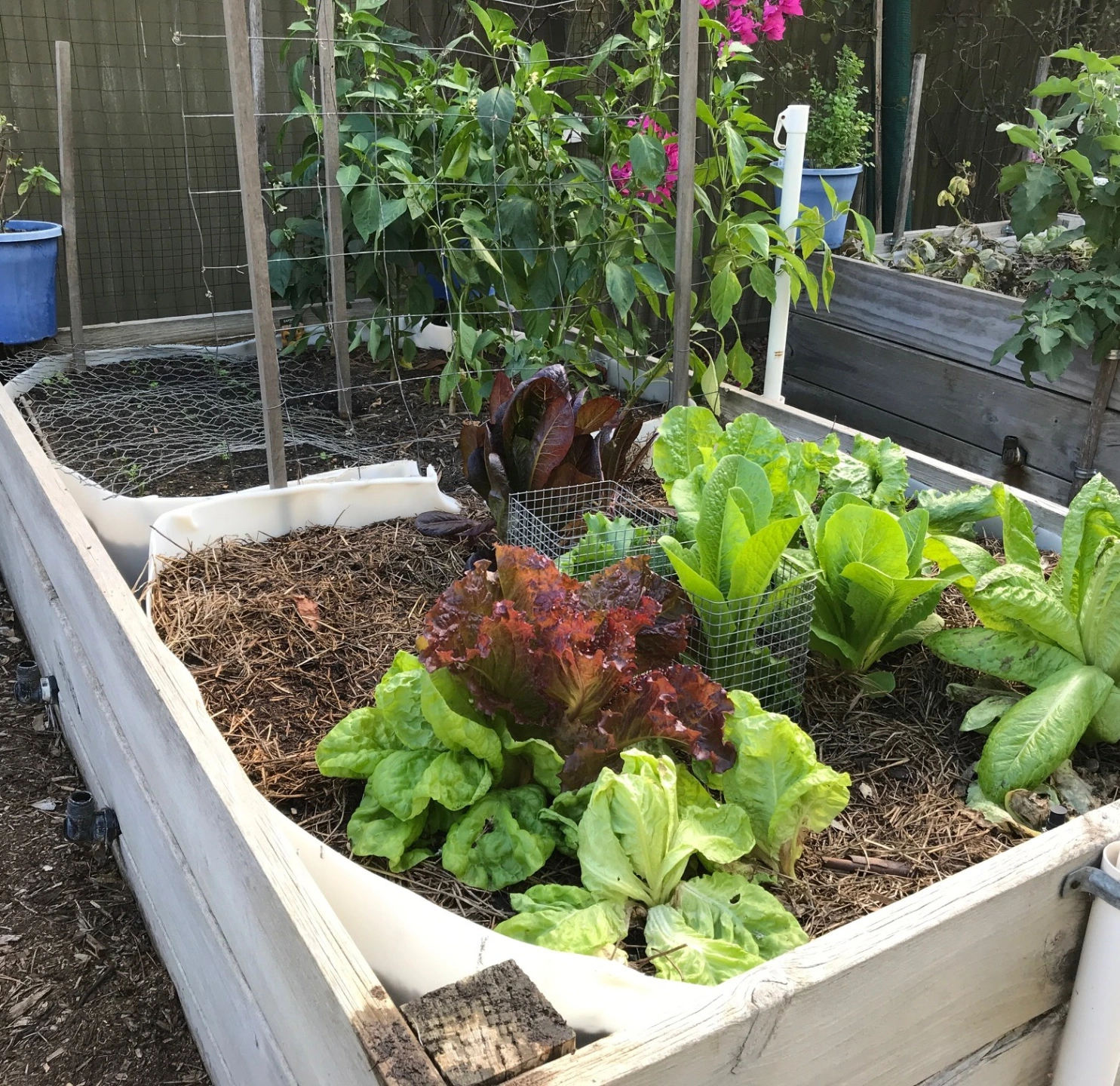 Veg01.JPG