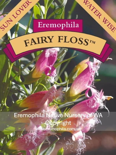 E maculata - Fairy Floss.png
