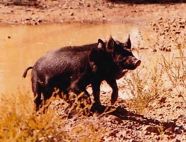 2Pigs.jpg
