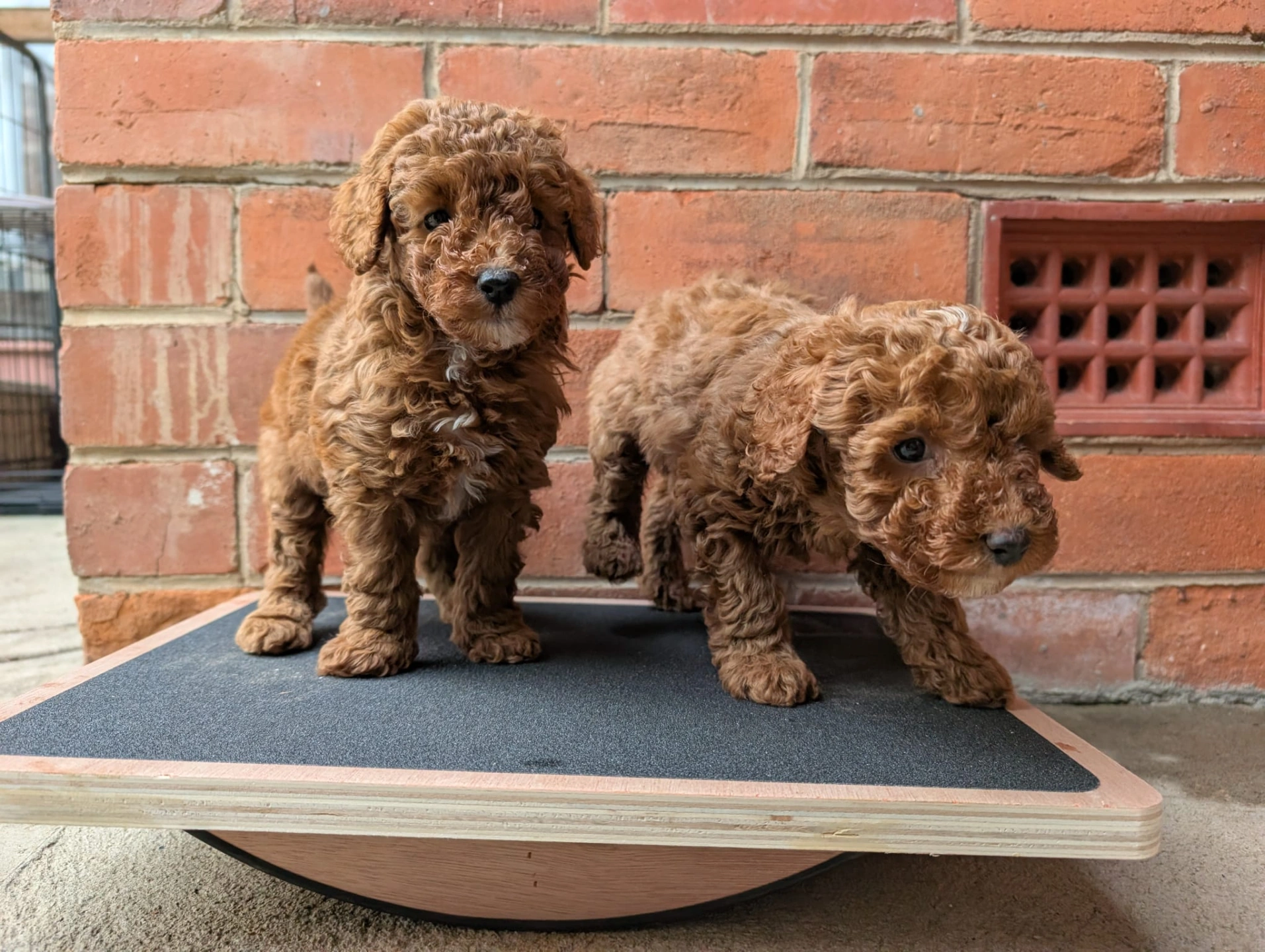 6 weeks 2026-04-01 - 6.jpeg