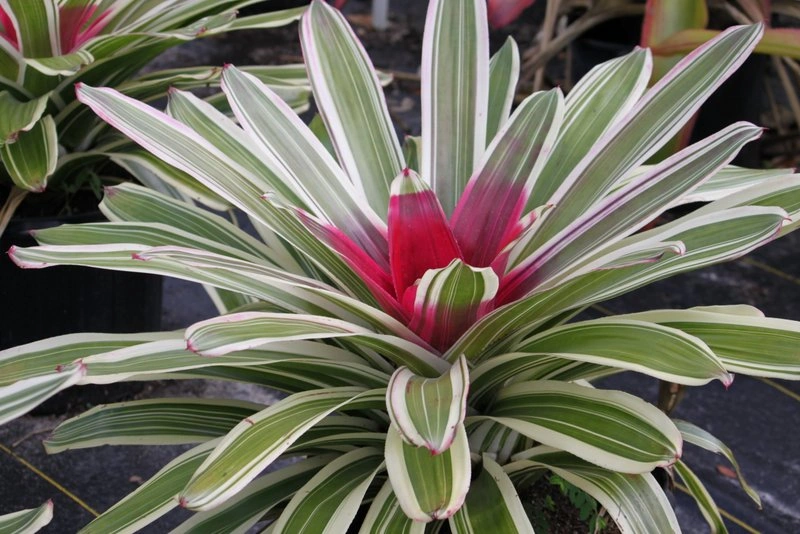 neoregelia-jeffrey-block.jpg