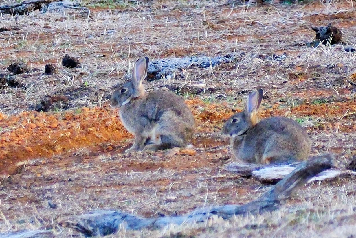 2Rabbits.jpg
