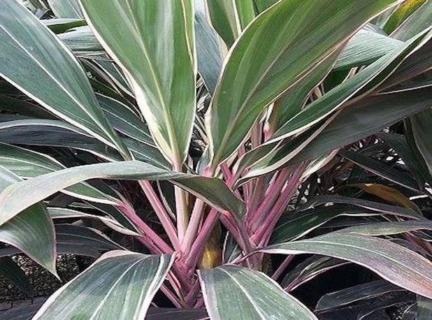 Cordyline - diamond.JPG