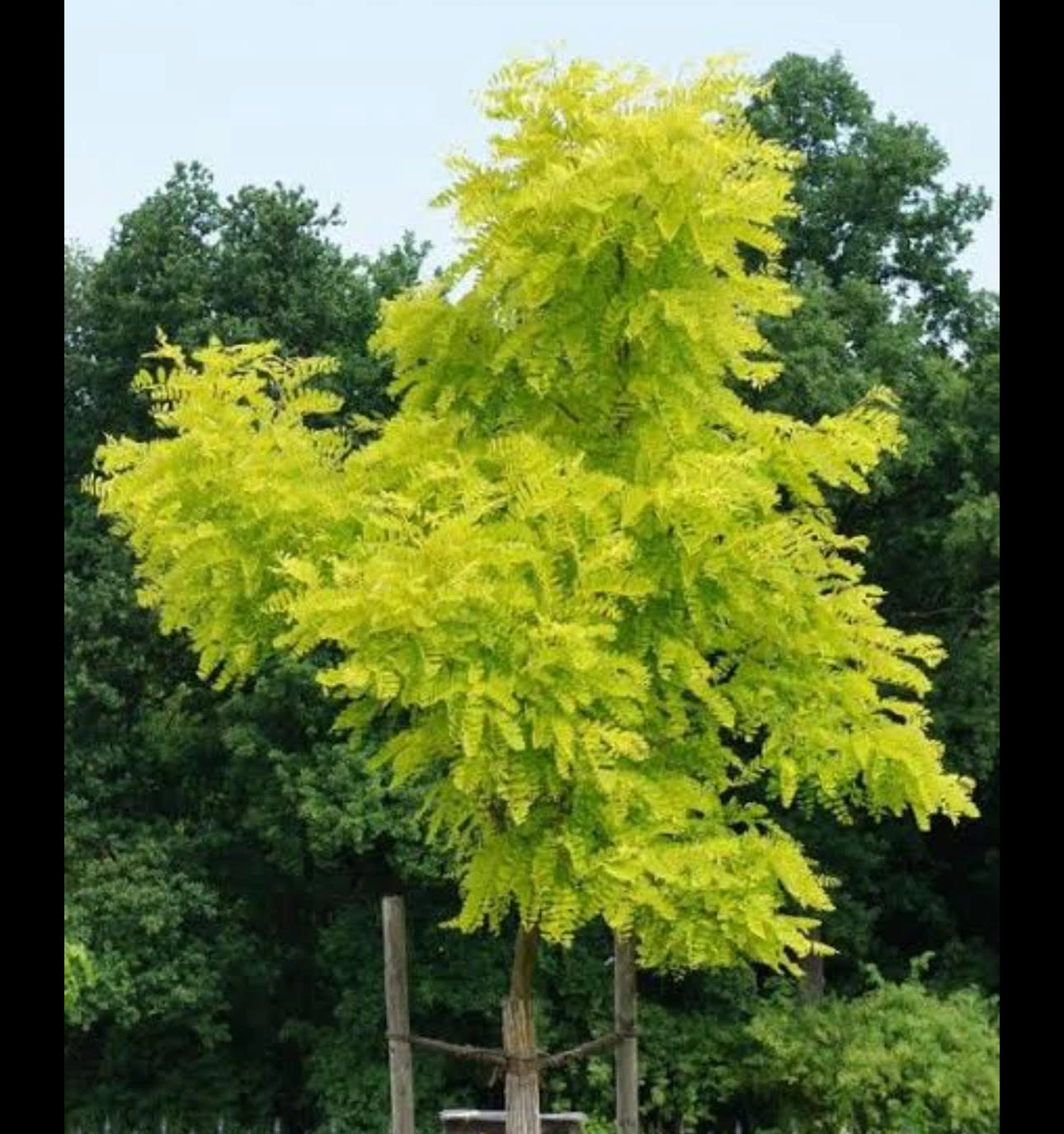 Robinia Pseudoacacia Frisia Golden Robinia.jpg