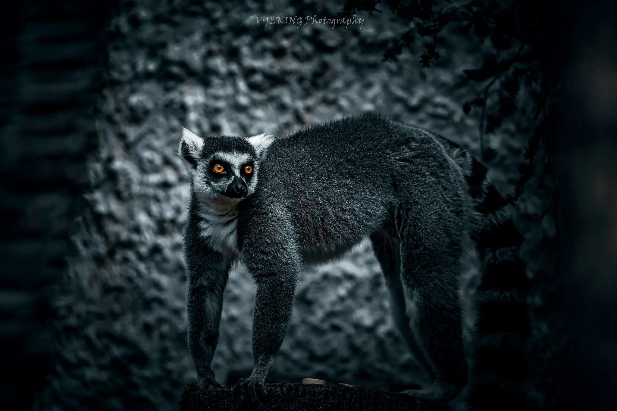 lemursmall11.jpg