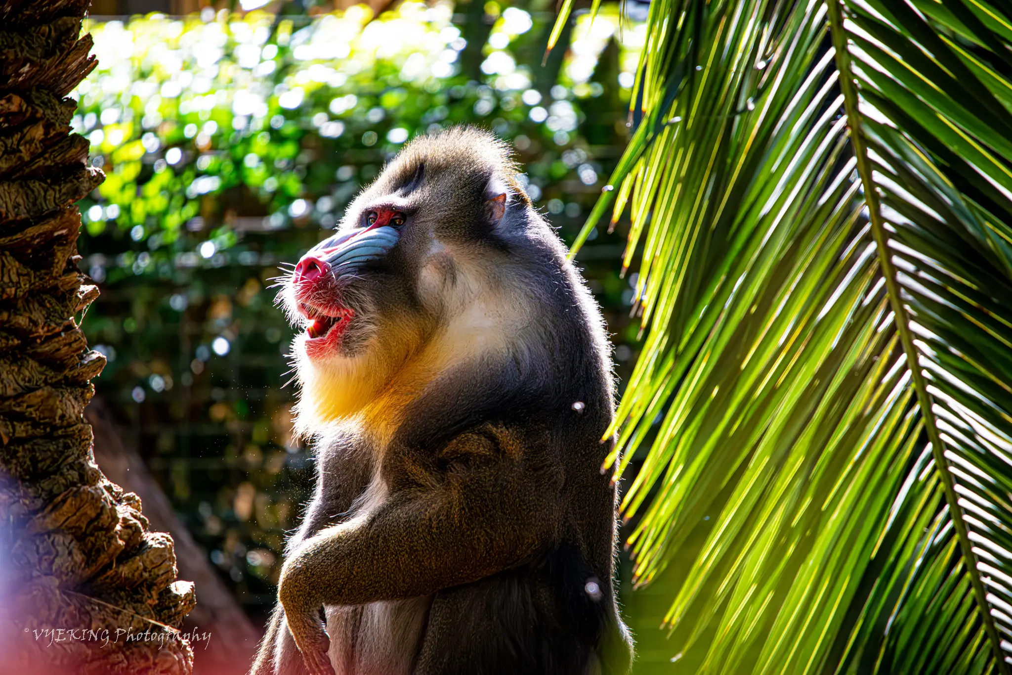 monkeydap1.jpg