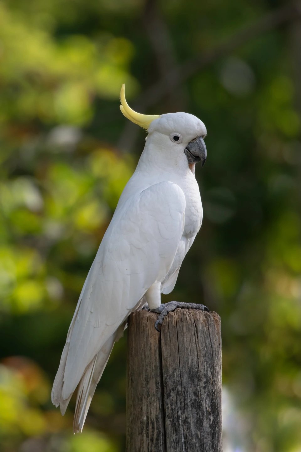 cockatoo-7370312.jpg