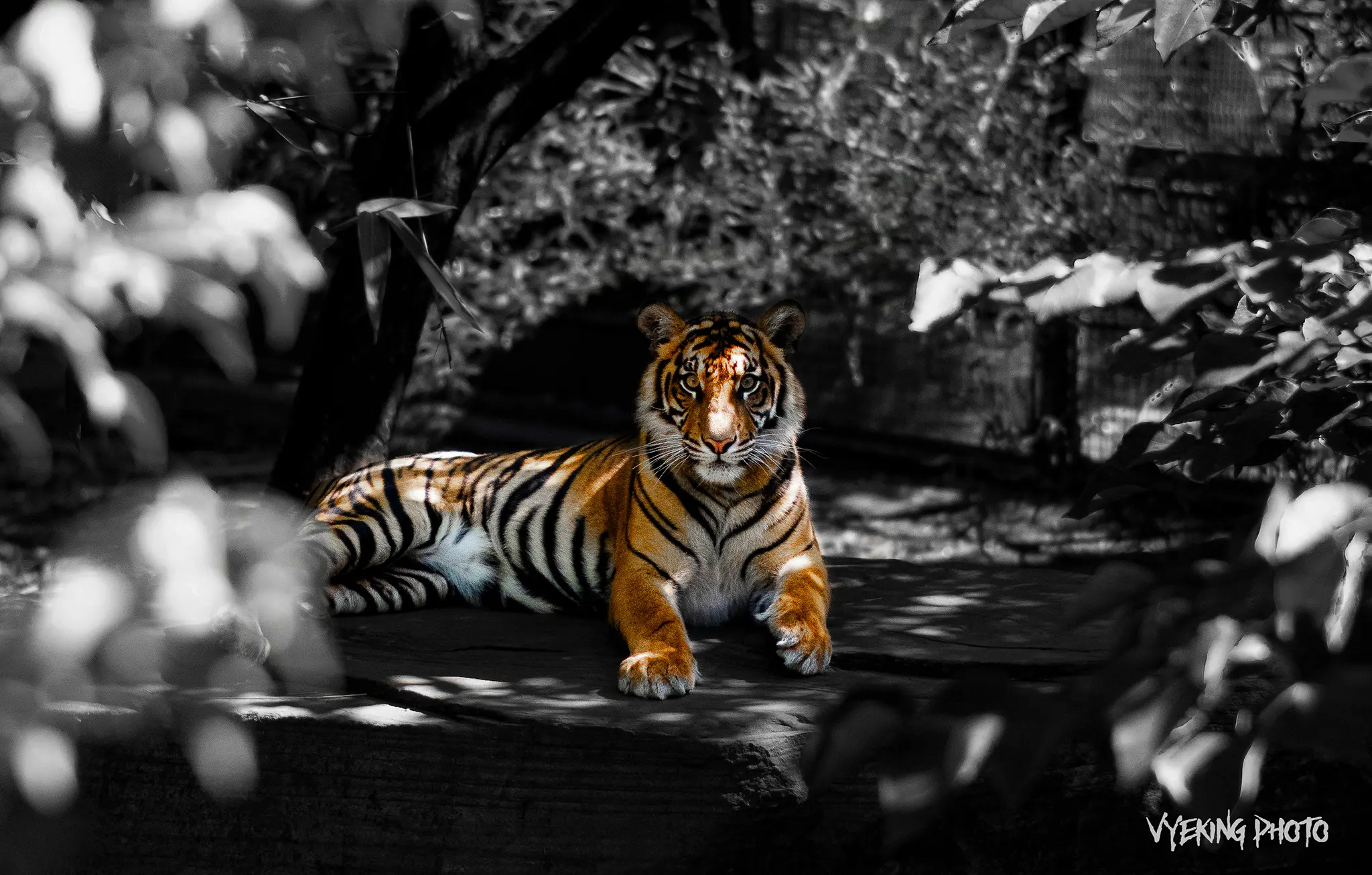 TIGERR.png