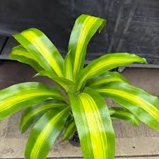 Dracaena massangeana 1.jpg