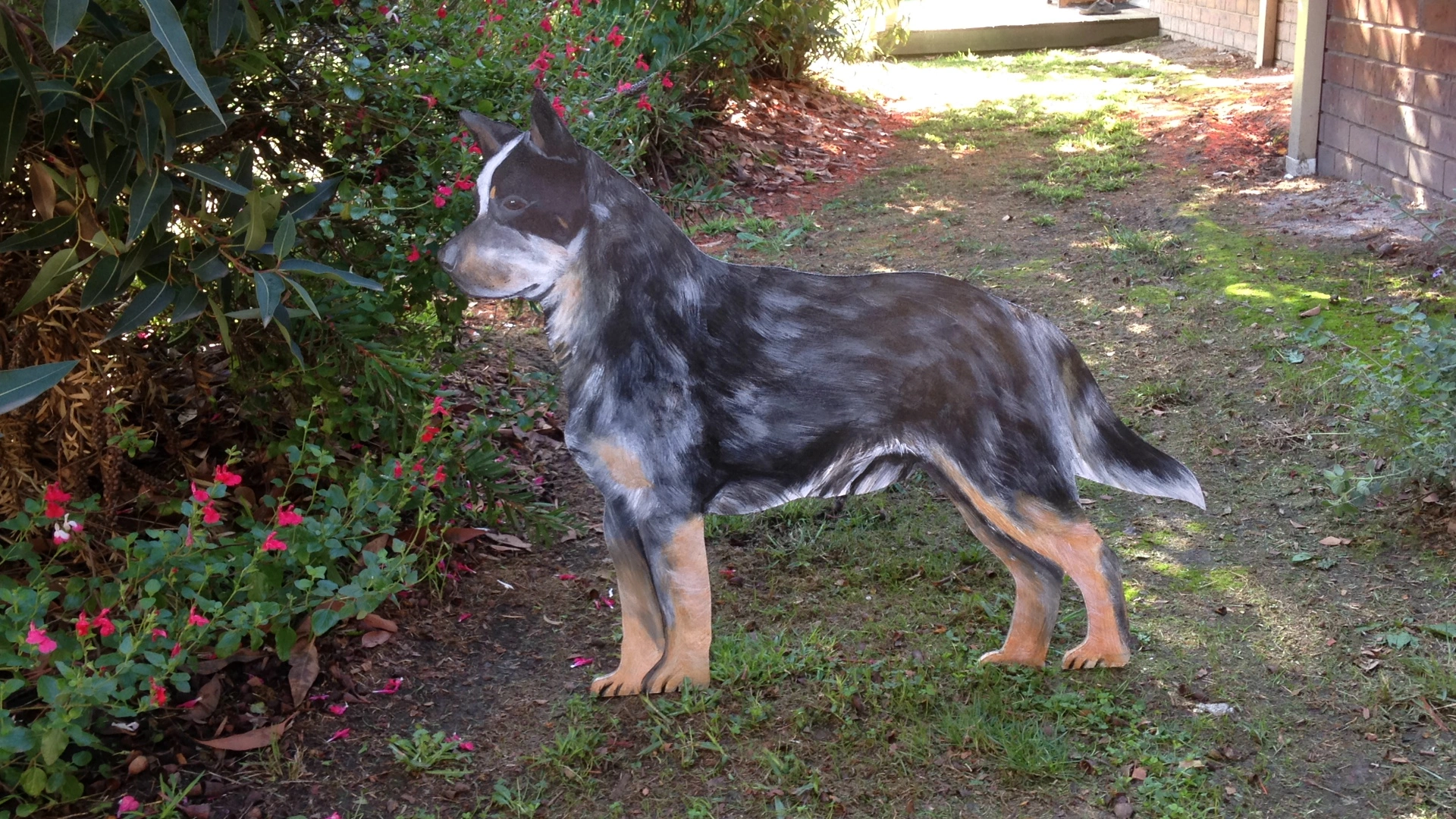 Blue Heeler in the garden.JPG
